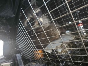 Animal Removal Crawfordsville